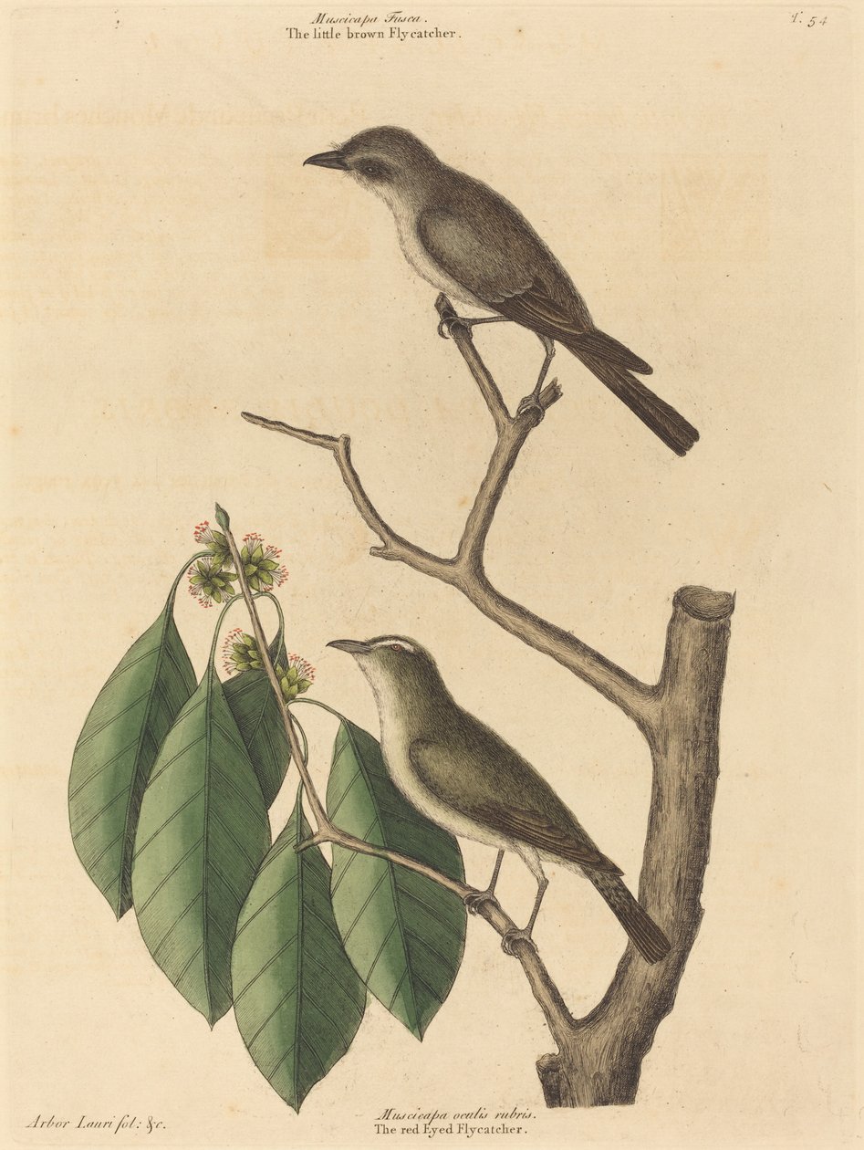 The Little Brown Flycatcher, publicado 1731-1743. de Mark Catesby