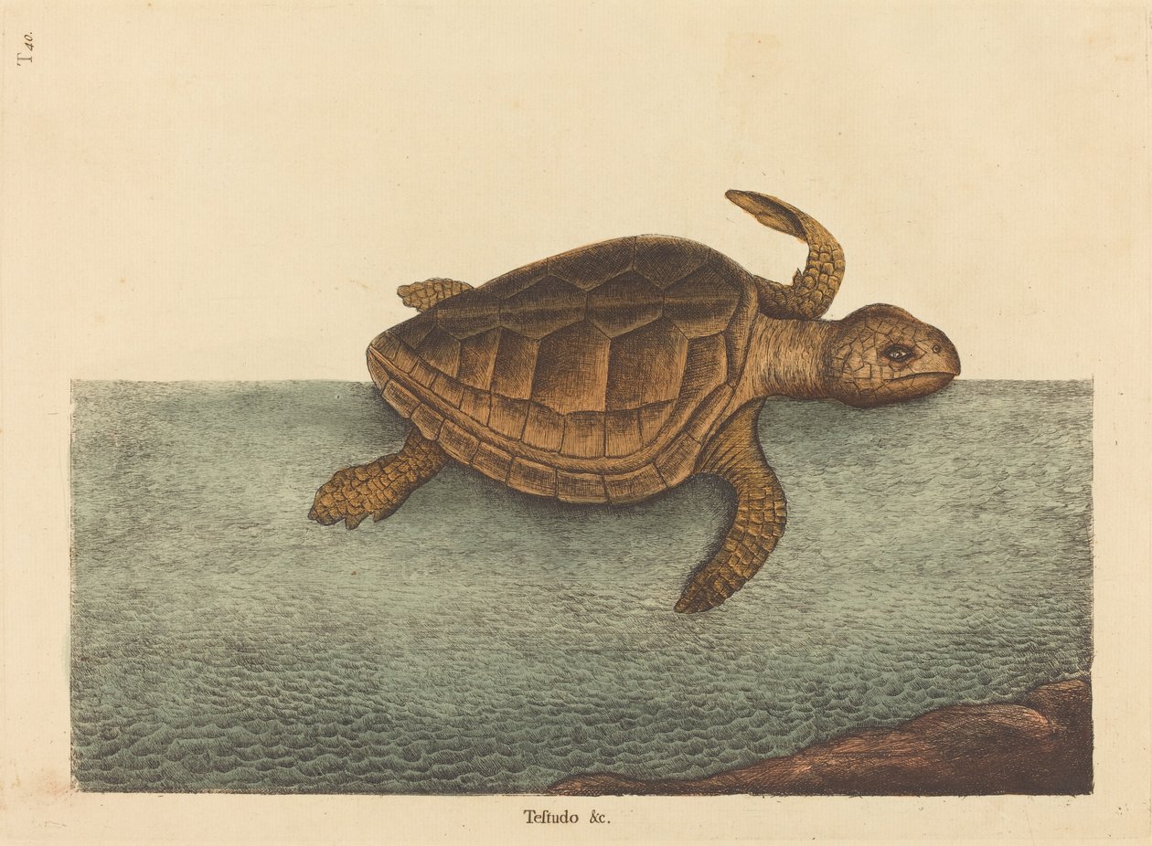 The Logger-head Turtle Testudo Cavanna, publicado em 1731-1743. de Mark Catesby