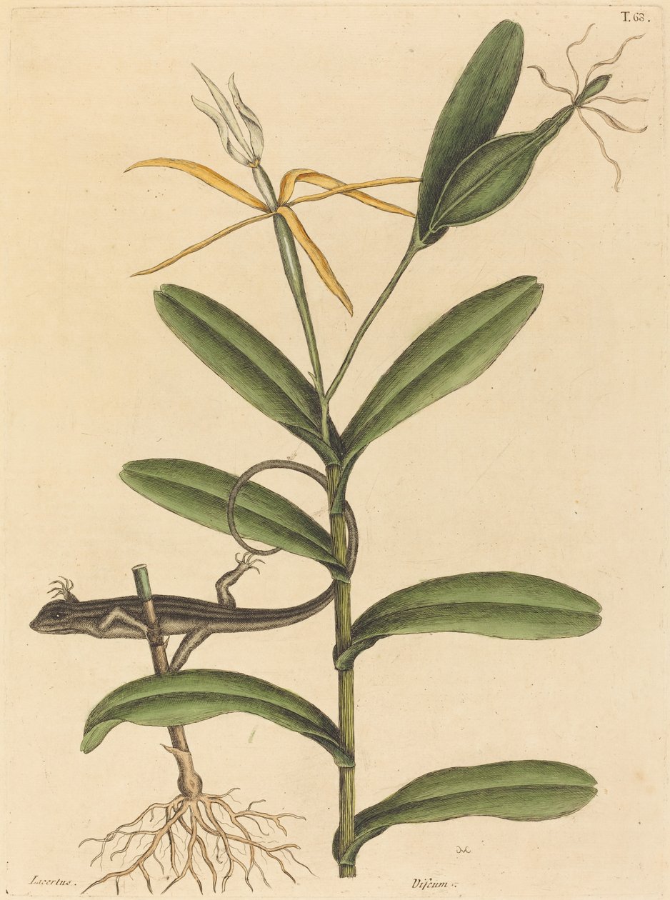 O Lyon Lizard (Lacerta 6-lineata) de Mark Catesby