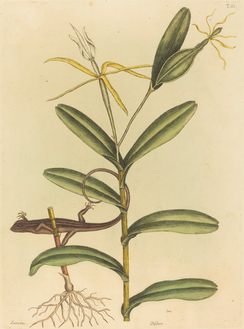O Lyon Lizard (Lacerta 6-lineata) de Mark Catesby