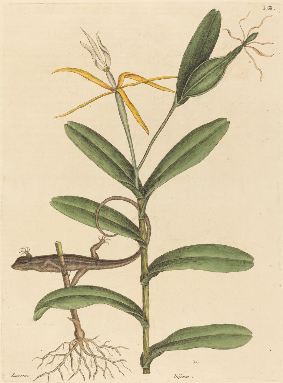 The Lyon Lizard Lacerta 6-lineata, publicado em 1731-1743. de Mark Catesby