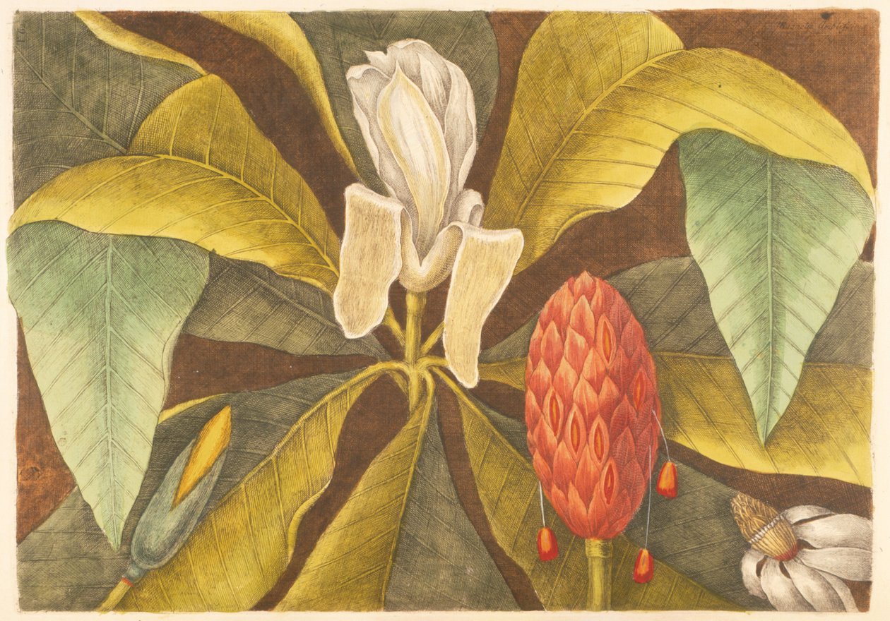 A Magnólia, placa 68, vol. 1 da &39;História Natural da Carolina, Flórida e Bahamas&39; de Mark Catesby
