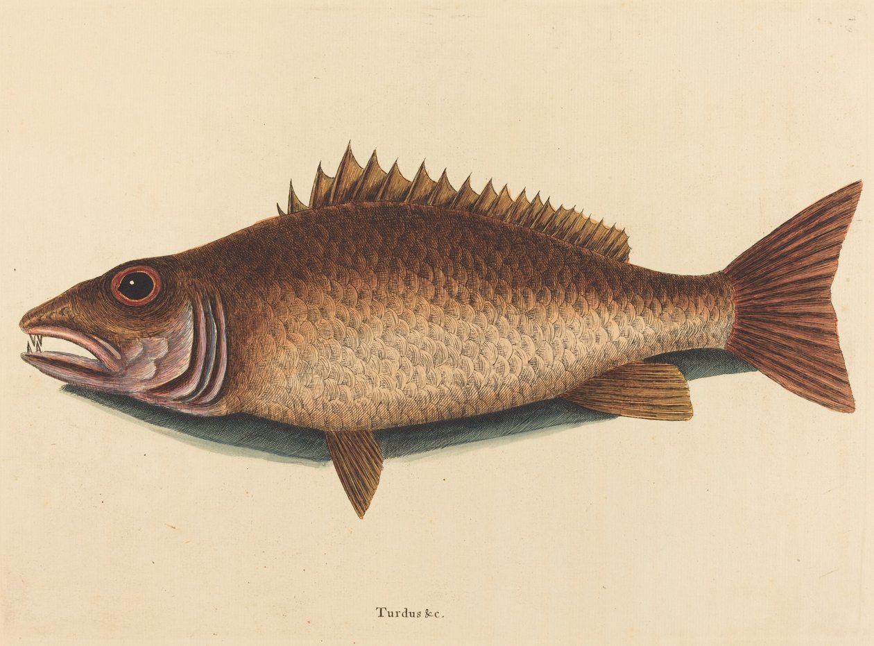 O pargo do mangue (Labrus griseus) de Mark Catesby