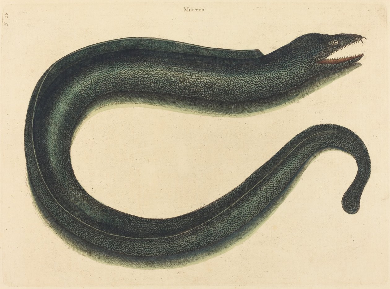 O Murray (Muraina Helena) de Mark Catesby