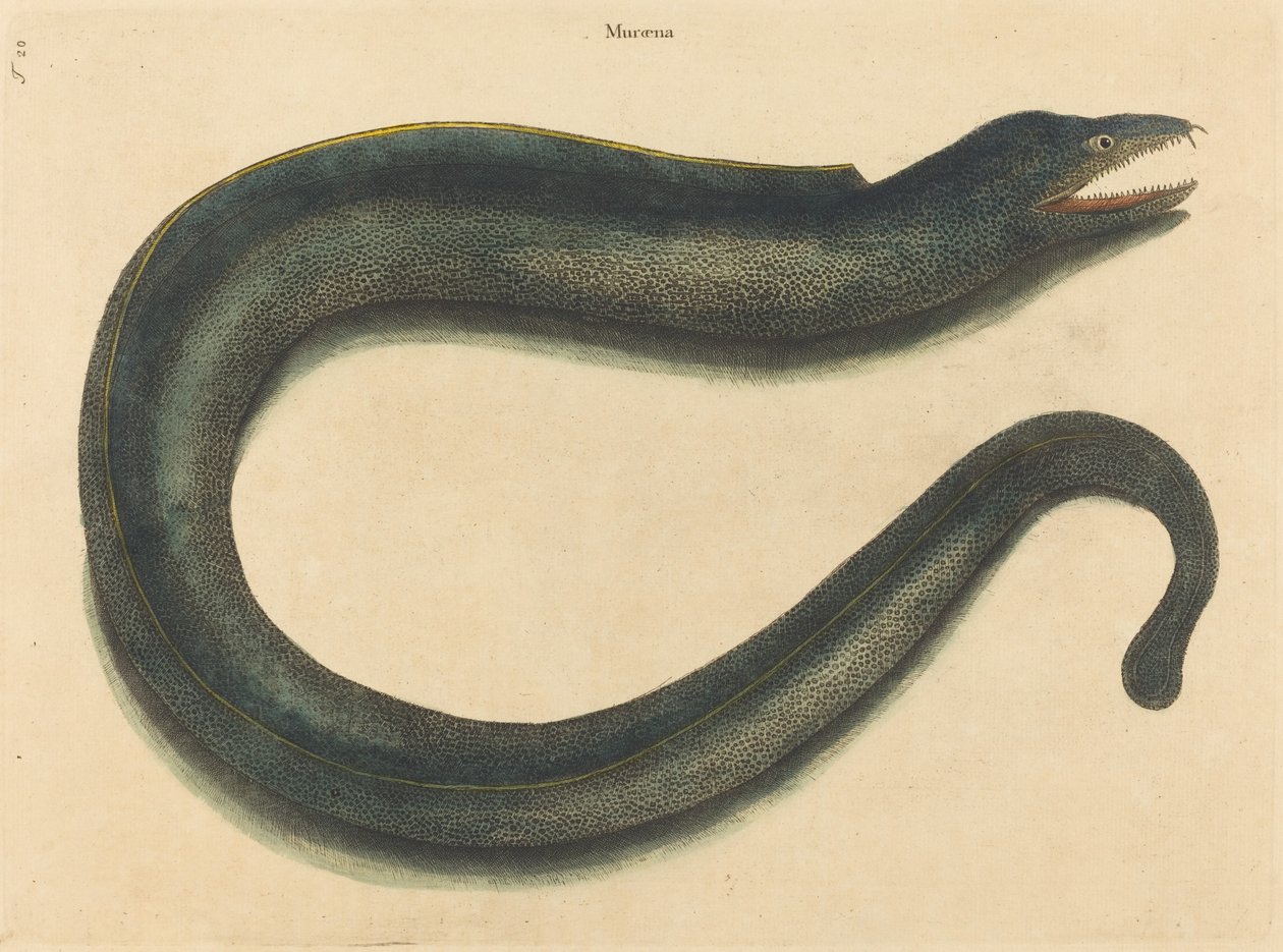O Muray Muraena helena, publicado em 1731-1743. de Mark Catesby