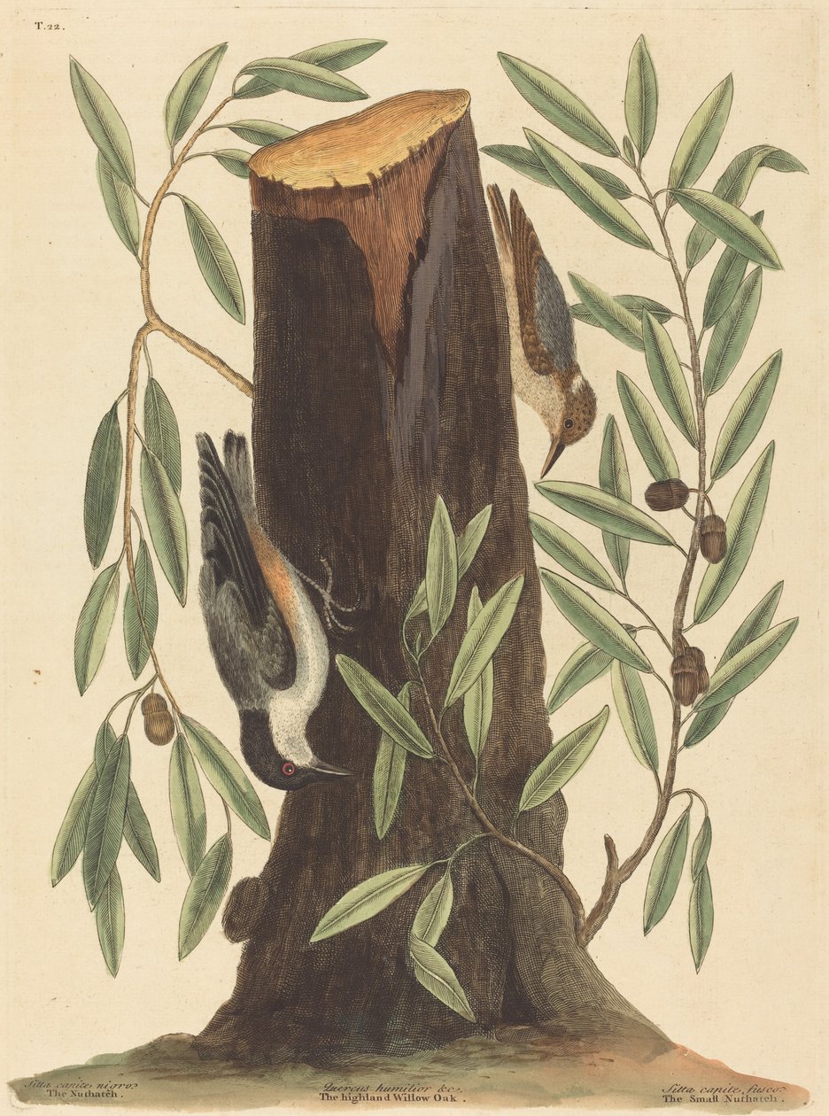 O Nuthatch Sitta Europaea, publicado em 1754. de Mark Catesby