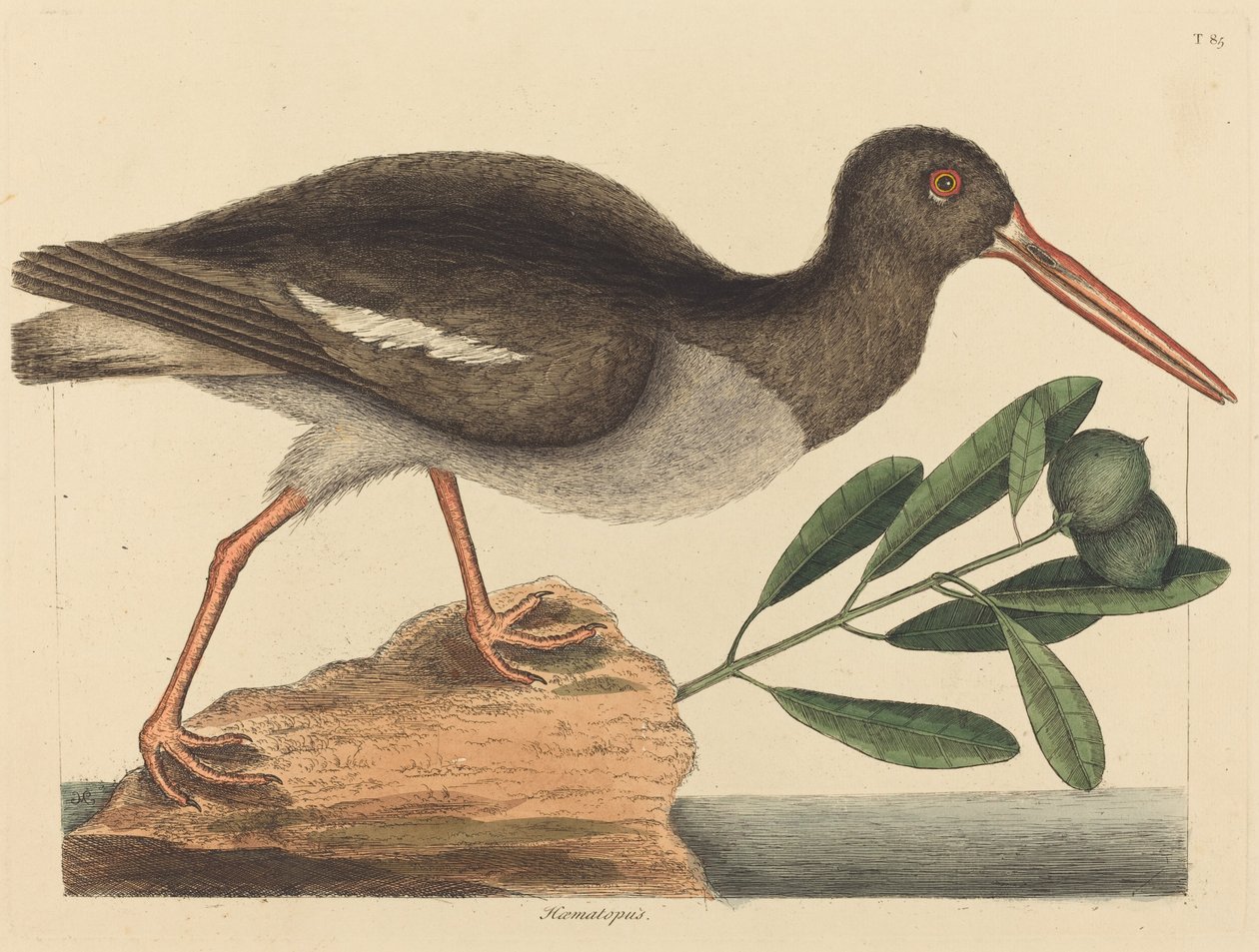 O ostralegus Hoematopus ostralegus, publicado 1731-1743. de Mark Catesby