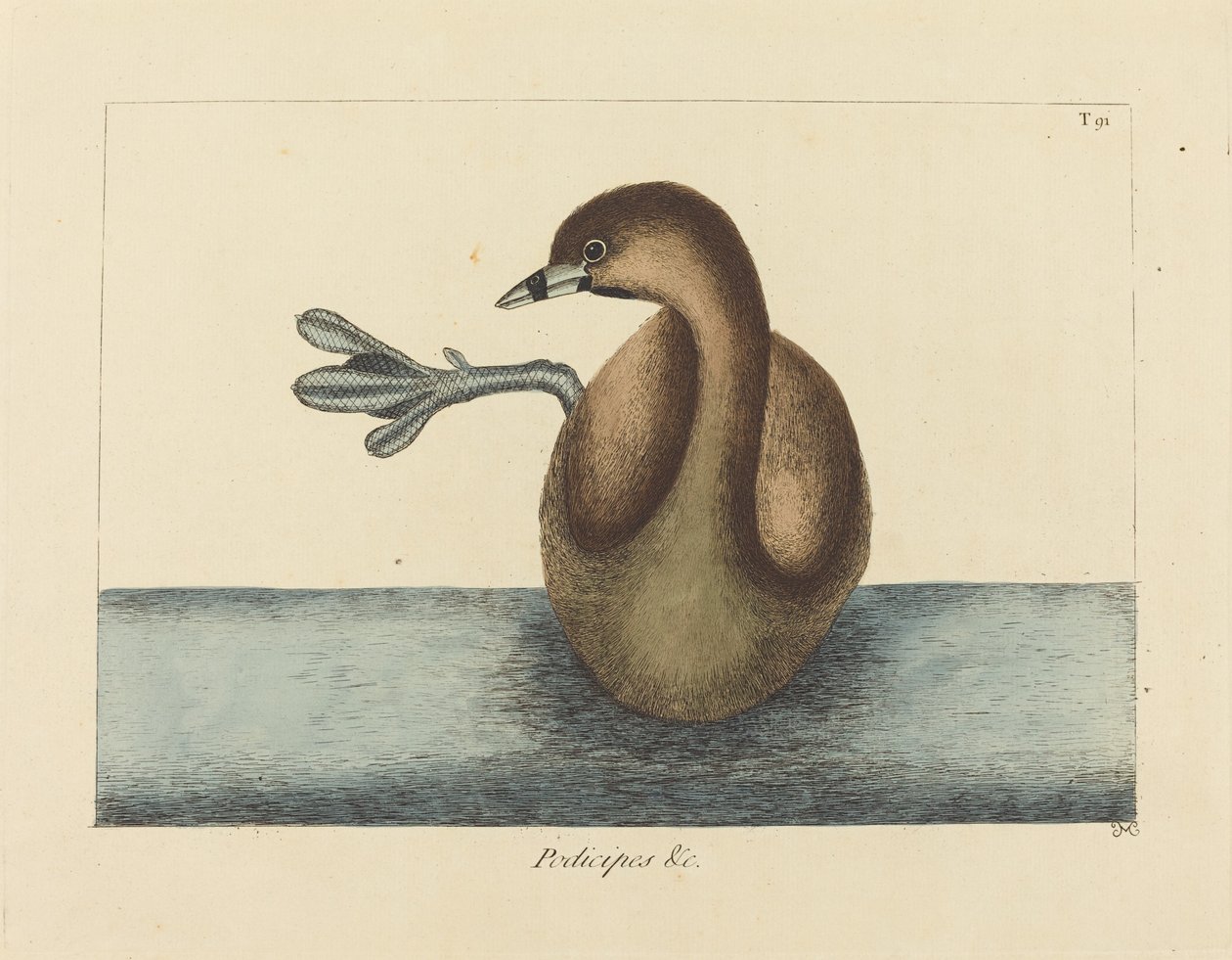 O Dobchick-de-bico-vermelho (Colymbus podiceps) de Mark Catesby