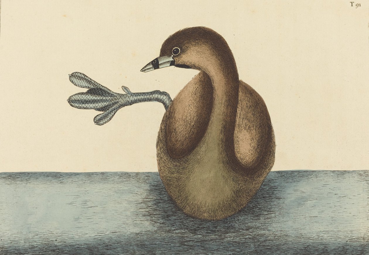 O podiceps de Dobchick Colymbus Pied-billed, publicado em 1731-1743. de Mark Catesby