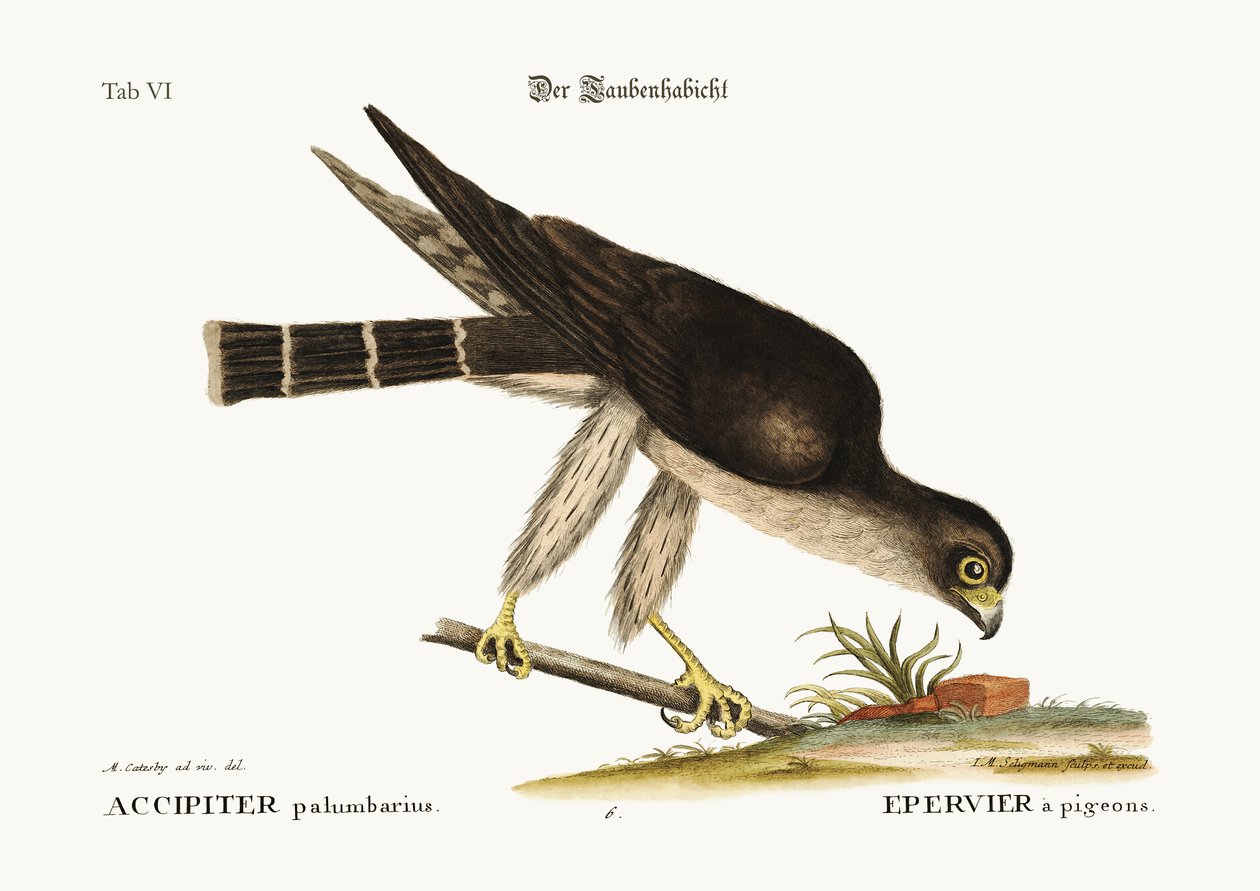 O Pombo Falcão, 1749-73 de Mark Catesby
