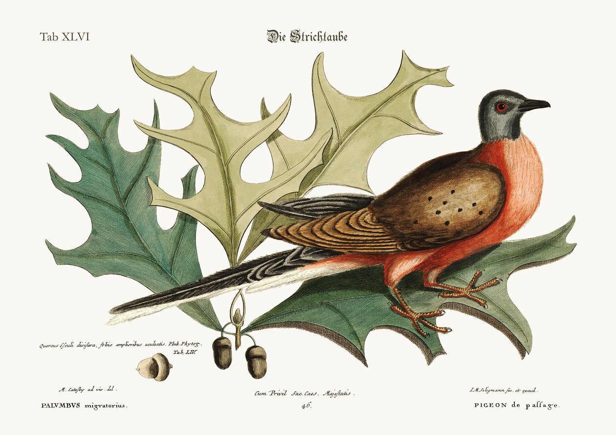 O Pombo da Passagem, 1749-73 de Mark Catesby