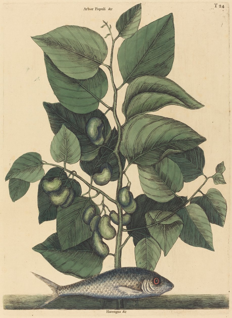 The Pilchard Argentina carolina, publicado em 1731-1743. de Mark Catesby