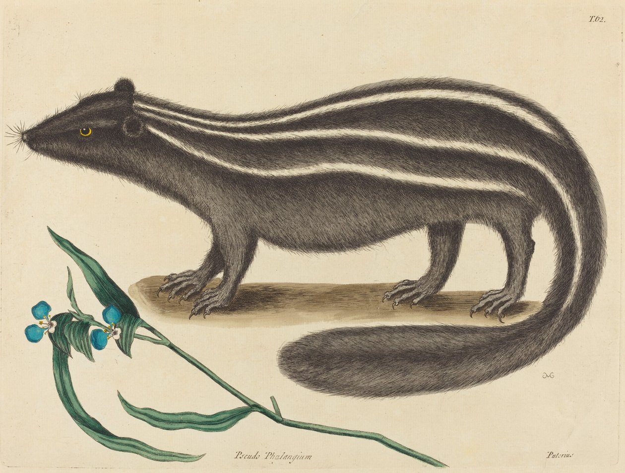 The Pole Cat Viverra putorius, publicado em 1731-1743. de Mark Catesby