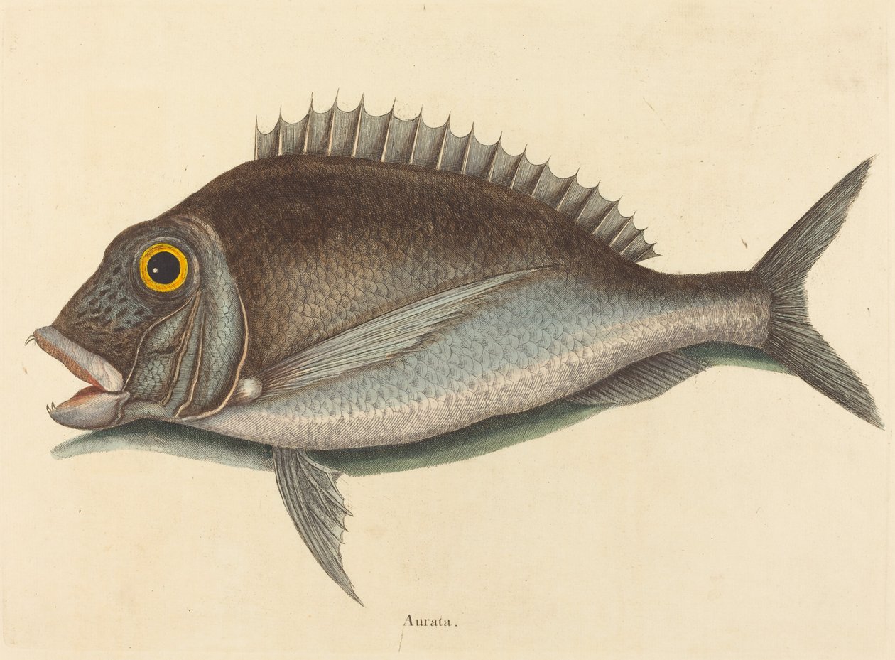 O Porgy (Sparus chrysops) de Mark Catesby