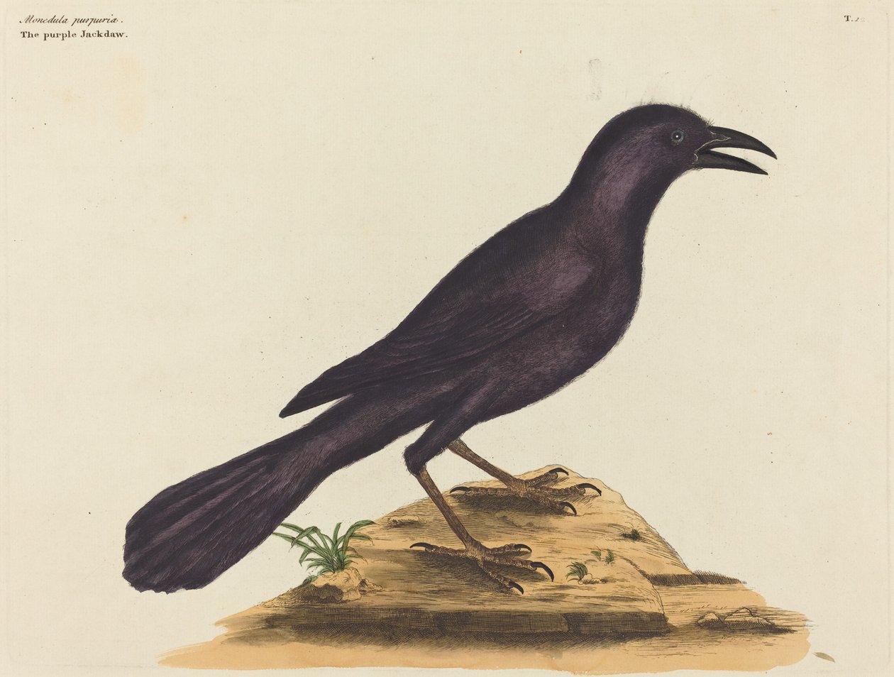 O Jack Daw Roxo (Gracula Quiscula) de Mark Catesby