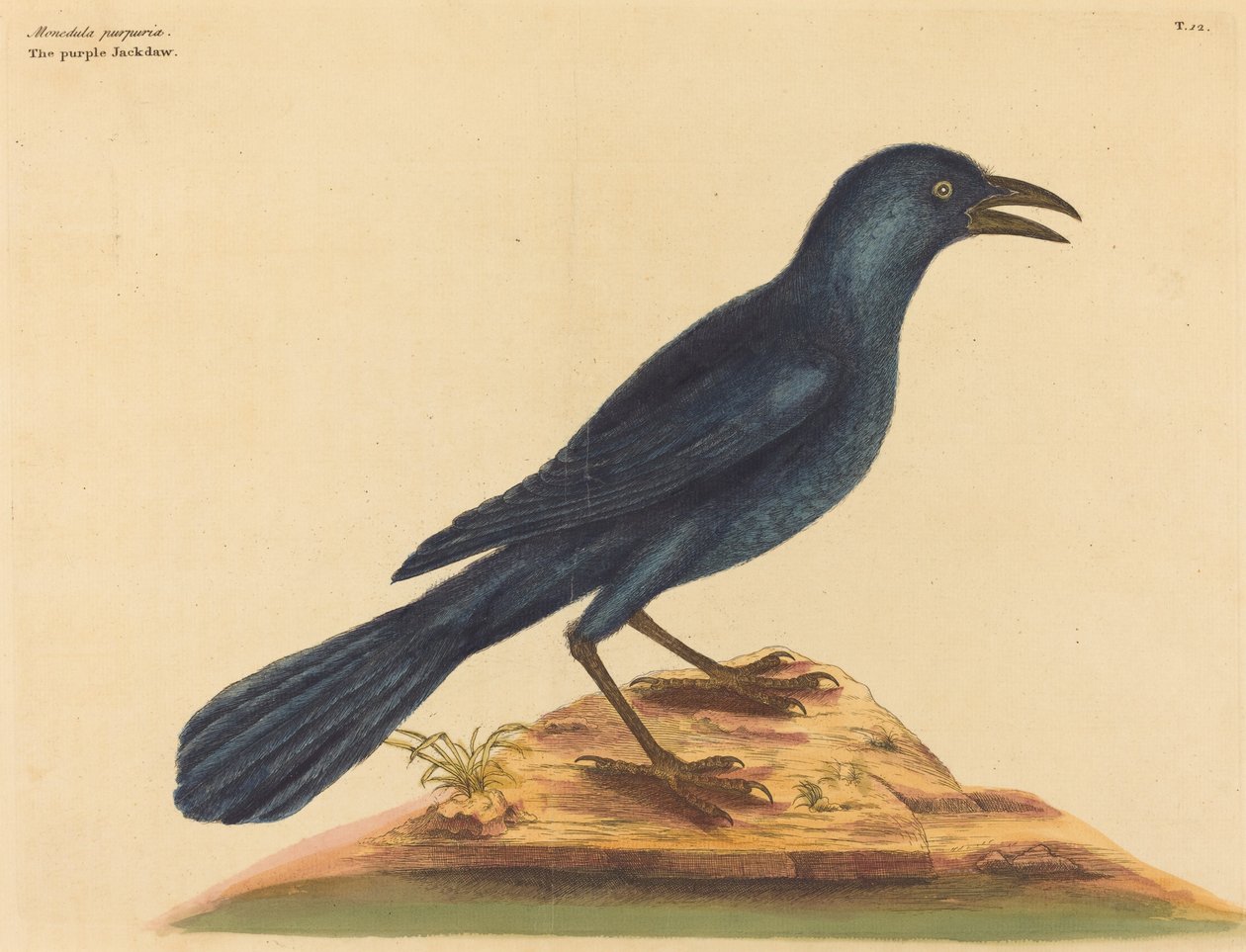 O Jack Daw Roxo (Gracula Quiscula) de Mark Catesby