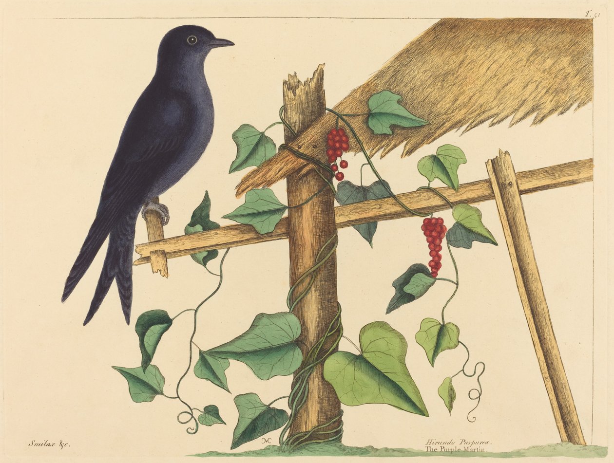 O Martin roxo (Hirundo purpurea) de Mark Catesby