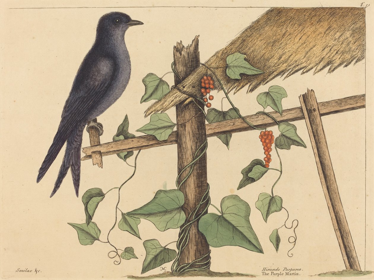 O Martin Roxo (Martin Roxo) de Mark Catesby
