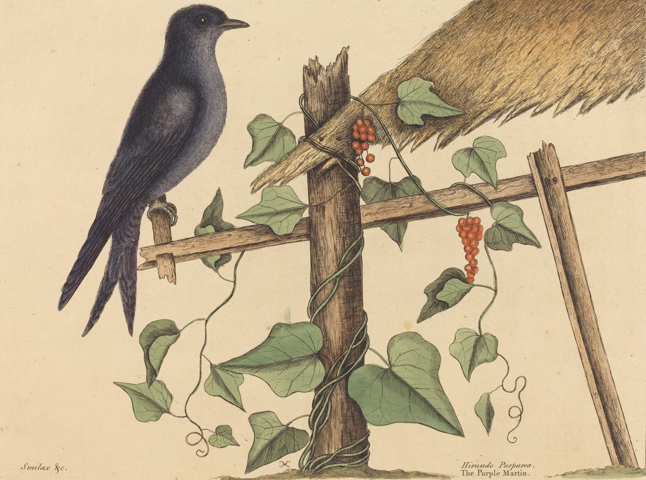 The Purple Martin Hirundo purpurea, publicado em 1731-1743. de Mark Catesby