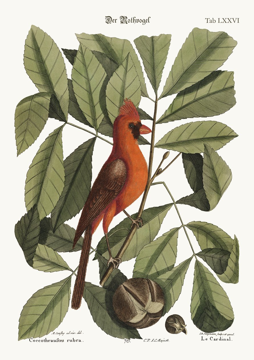 O Pássaro Vermelho, 1749-73 de Mark Catesby