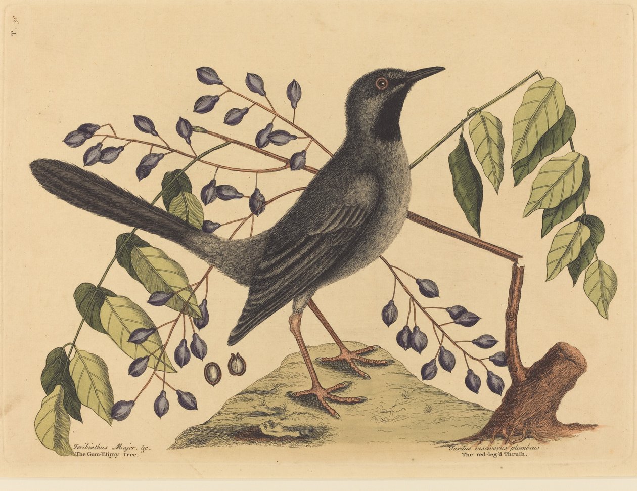 O tordo de pernas vermelhas (Turdus plumbeus) de Mark Catesby