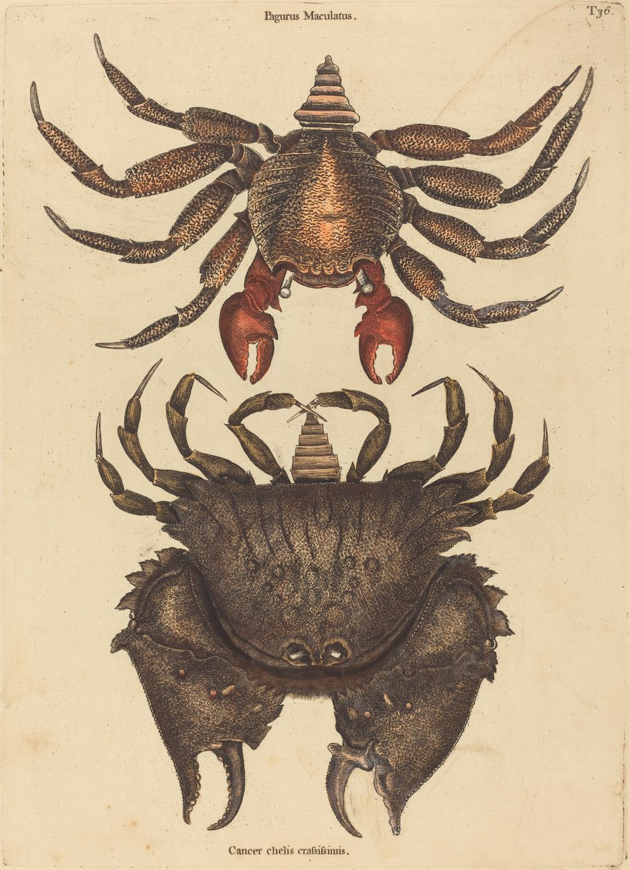 O caranguejo vermelho mosqueado (Cancer grapsus) de Mark Catesby