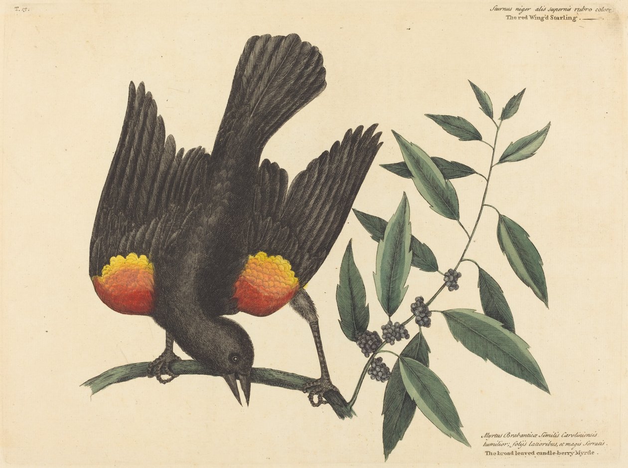 O Estorninho Alado Vermelho (Oriolus phoeniceus) de Mark Catesby