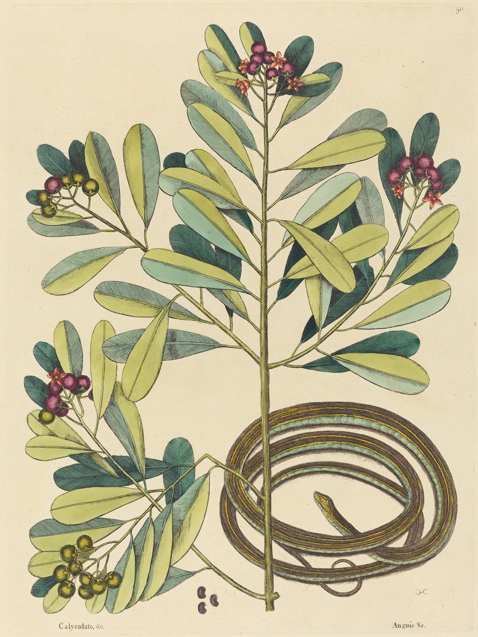 A Serpente de Fita (Coluber saurita) de Mark Catesby