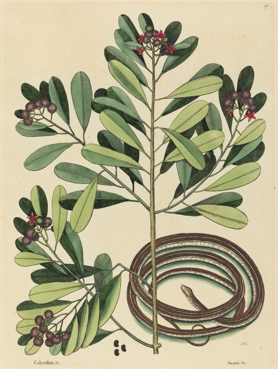 A Serpente de Fita (Coluber saurita) de Mark Catesby