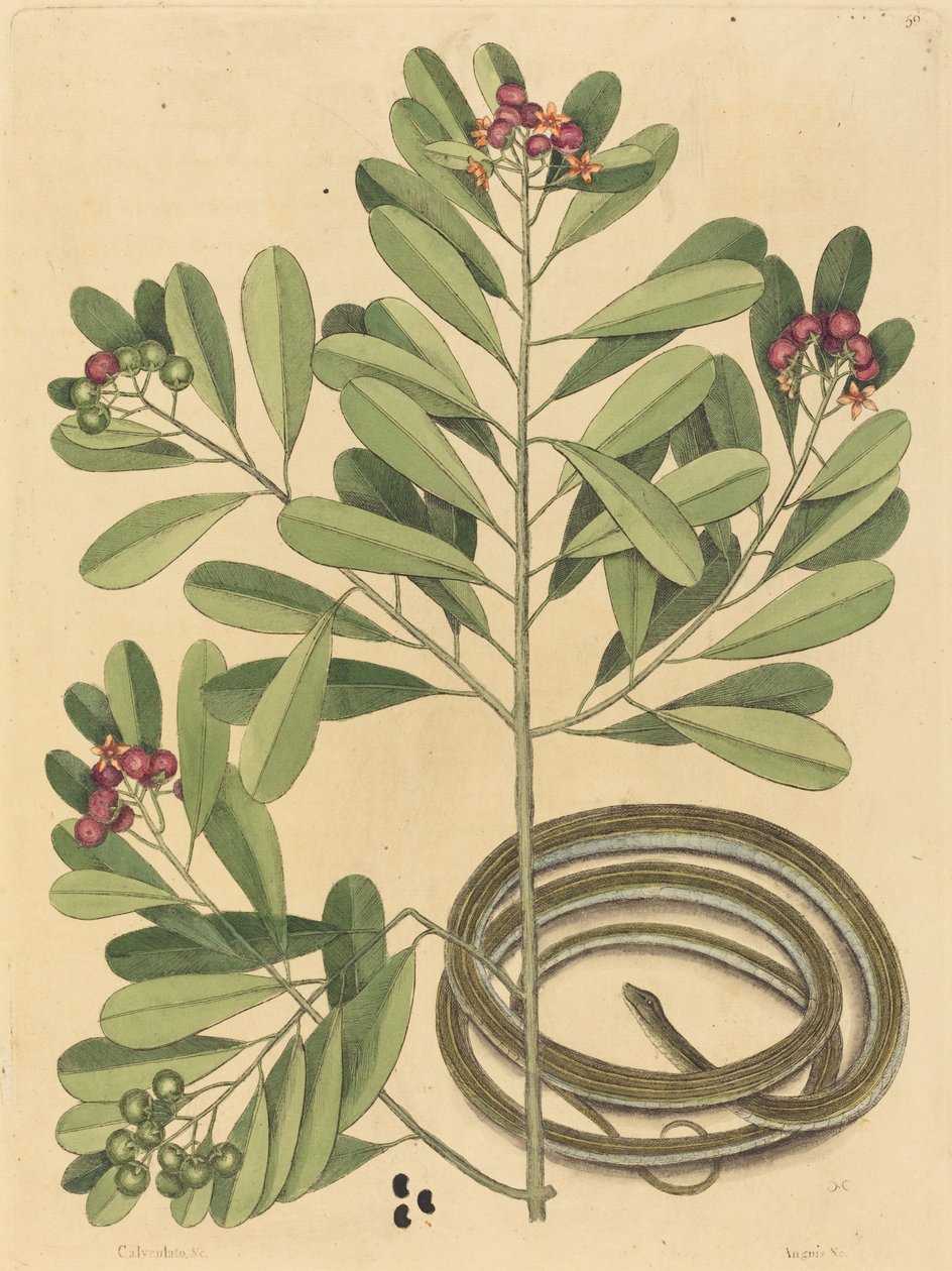 The Ribbon Snake Coluber saurita, publicado em 1731-1743. de Mark Catesby