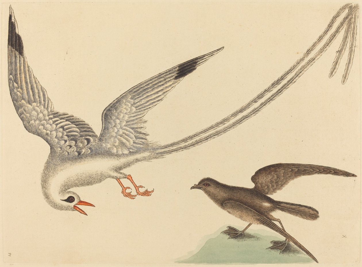 O pássaro-arroz (Emberiza oryzivora) de Mark Catesby