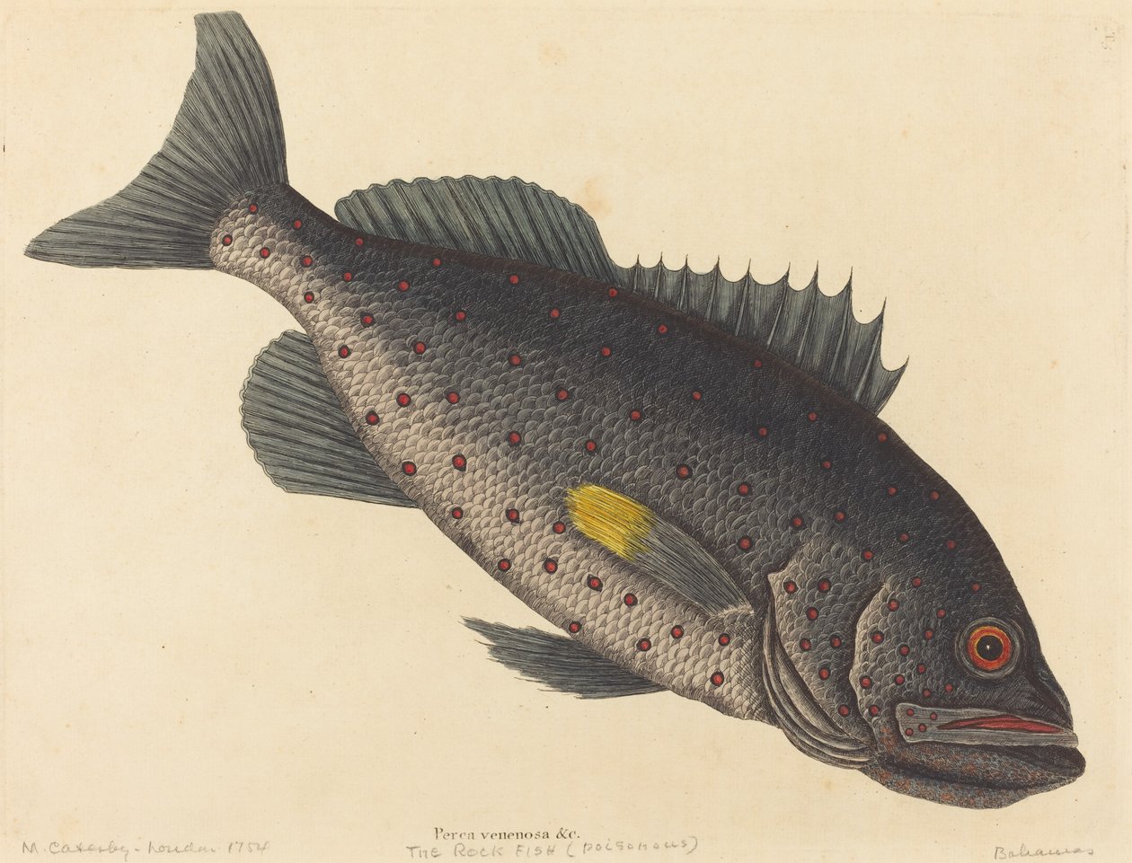 The Rock Fish Perca venenosa, publicado em 1754. de Mark Catesby