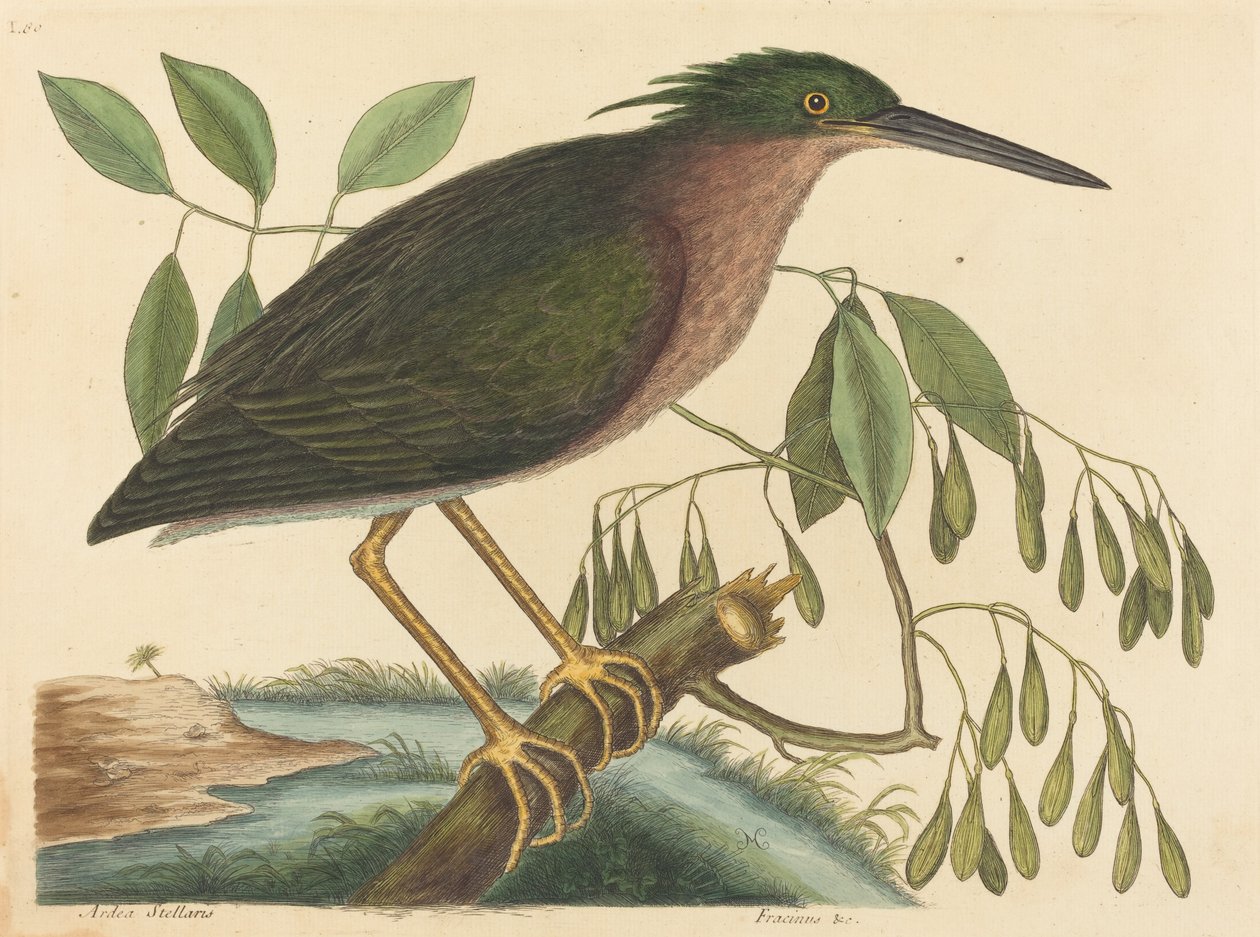 The Small Bittern Ardea virescens, publicado em 1754. de Mark Catesby