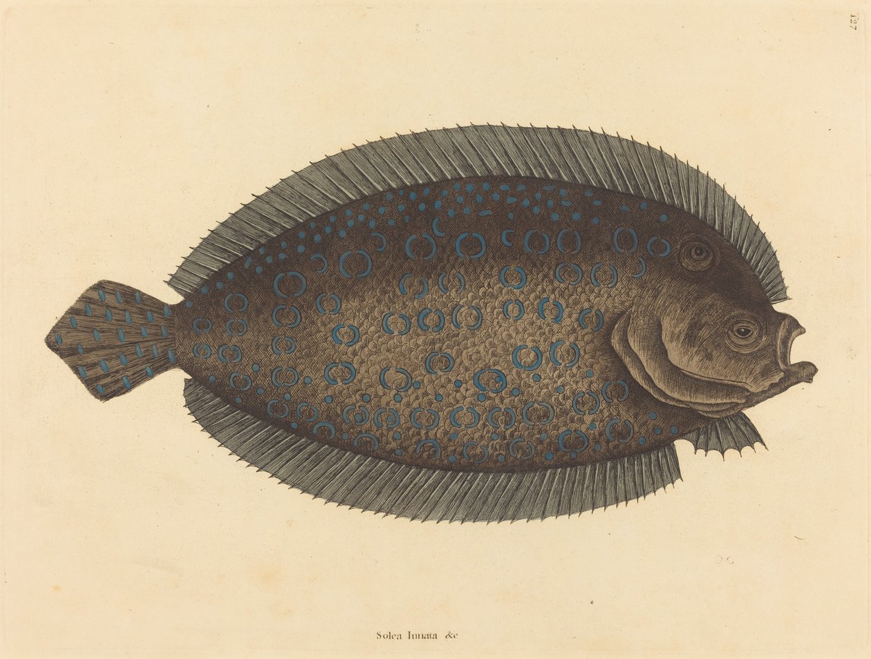 O único Pleuronectes lunatus, publicado 1731-1743. de Mark Catesby