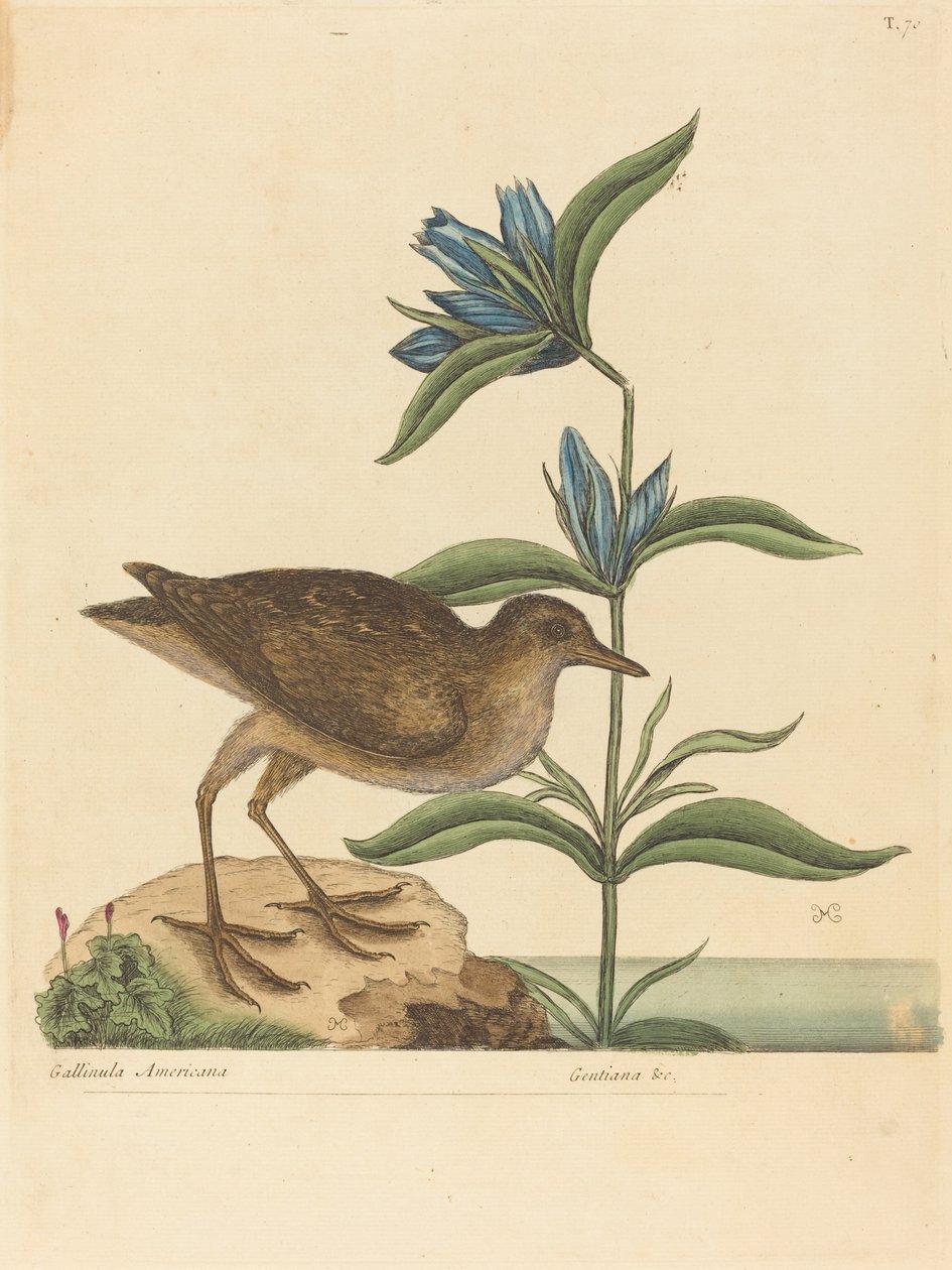 O Soree (Rallus Virginianus) de Mark Catesby