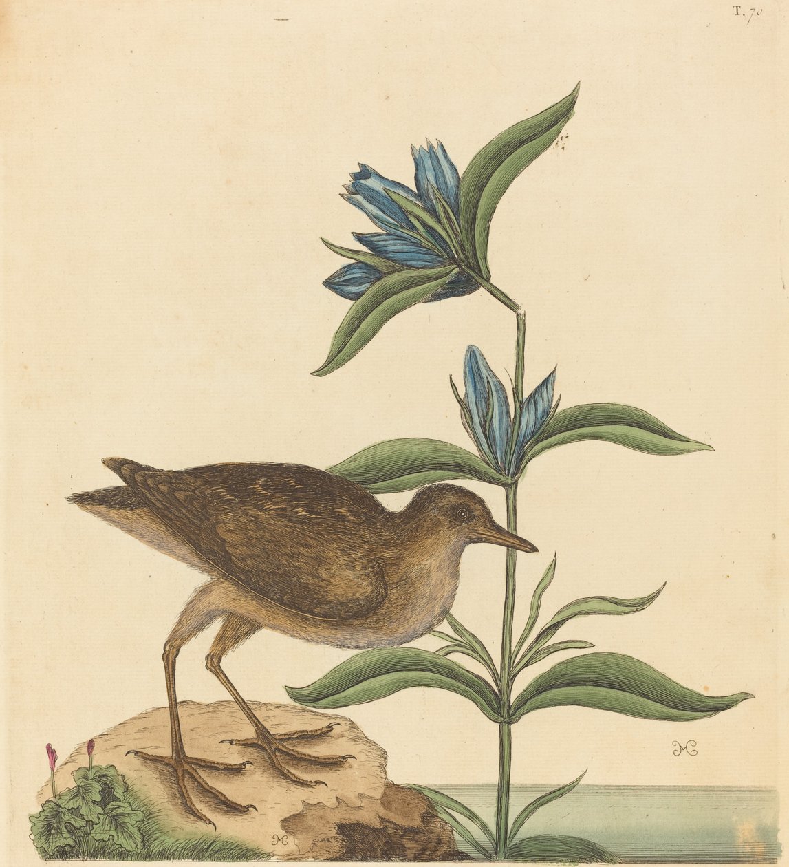 The Soree Rallus Virginianus, publicado em 1731-1743. de Mark Catesby