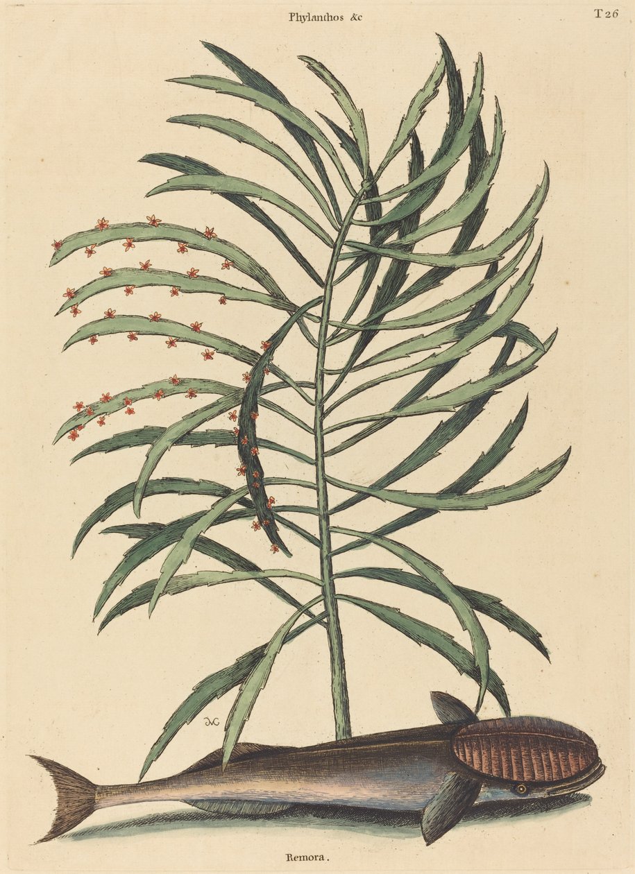 O Peixe Sugador (Echeneis Naucratis) de Mark Catesby