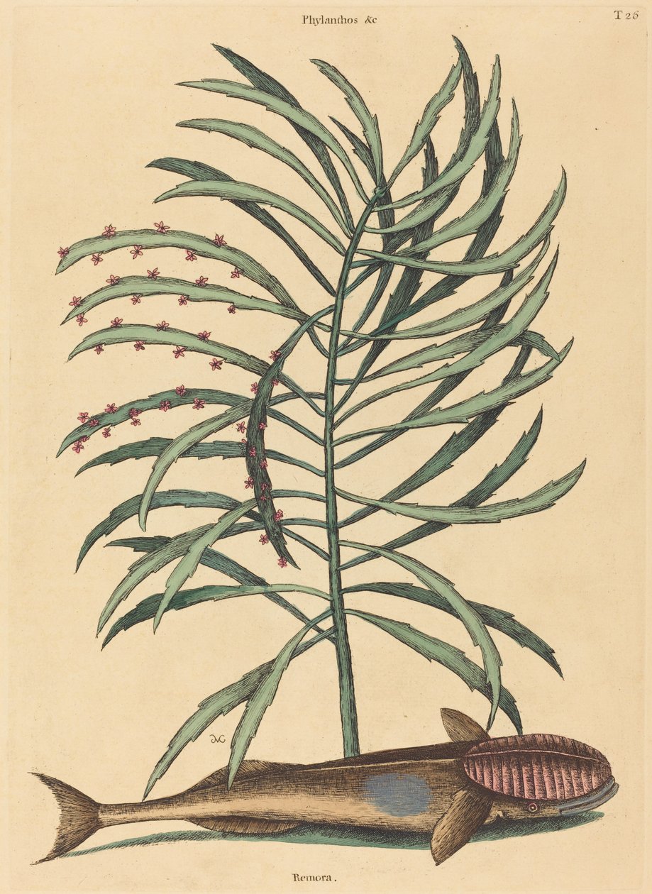 O Peixe Sugador (Echeneis Naucratis) de Mark Catesby