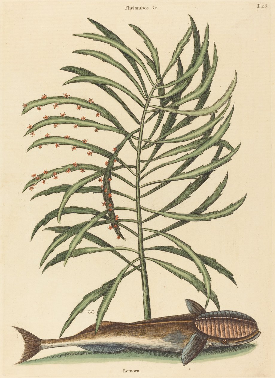 O Peixe Sugador (Echeneis naucratis) de Mark Catesby