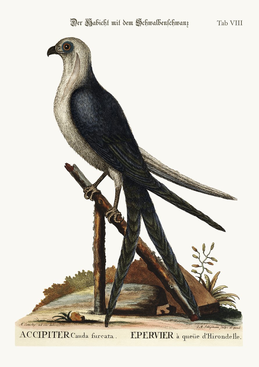O falcão da cauda de andorinha, 1749-73 de Mark Catesby