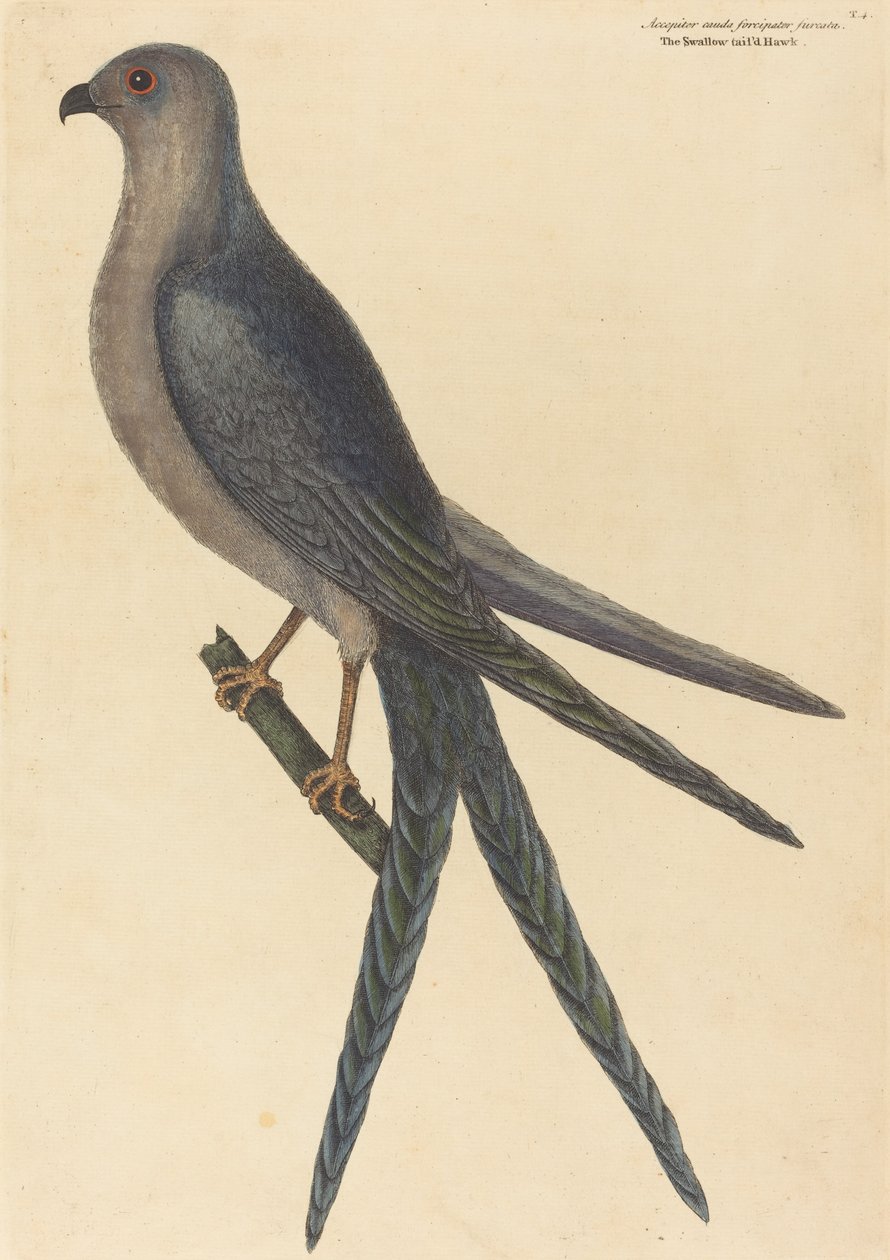 O falcão de cauda de andorinha (Falco furcatus) de Mark Catesby