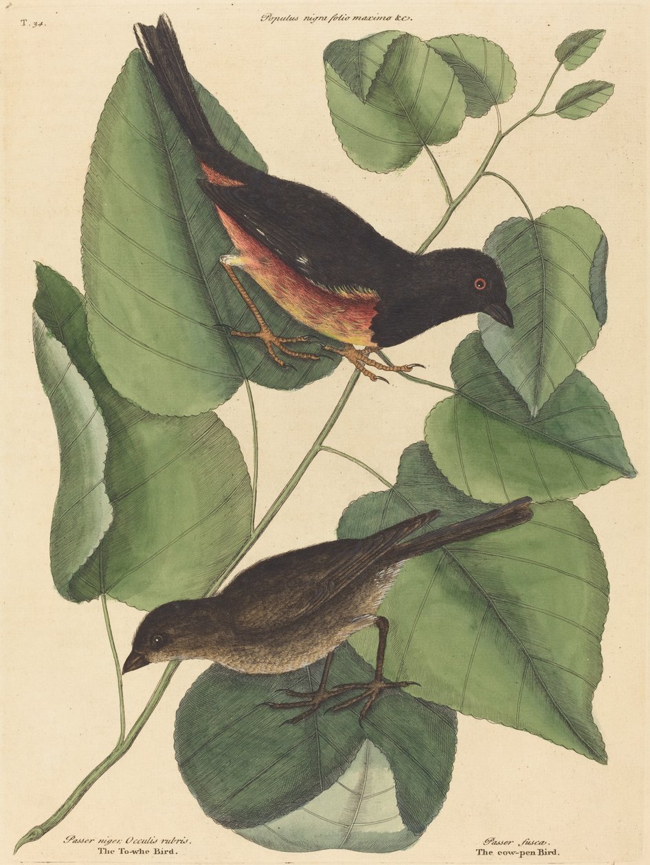 O Towhe Bird Fringilla erythrophthalma, publicado em 1754. de Mark Catesby