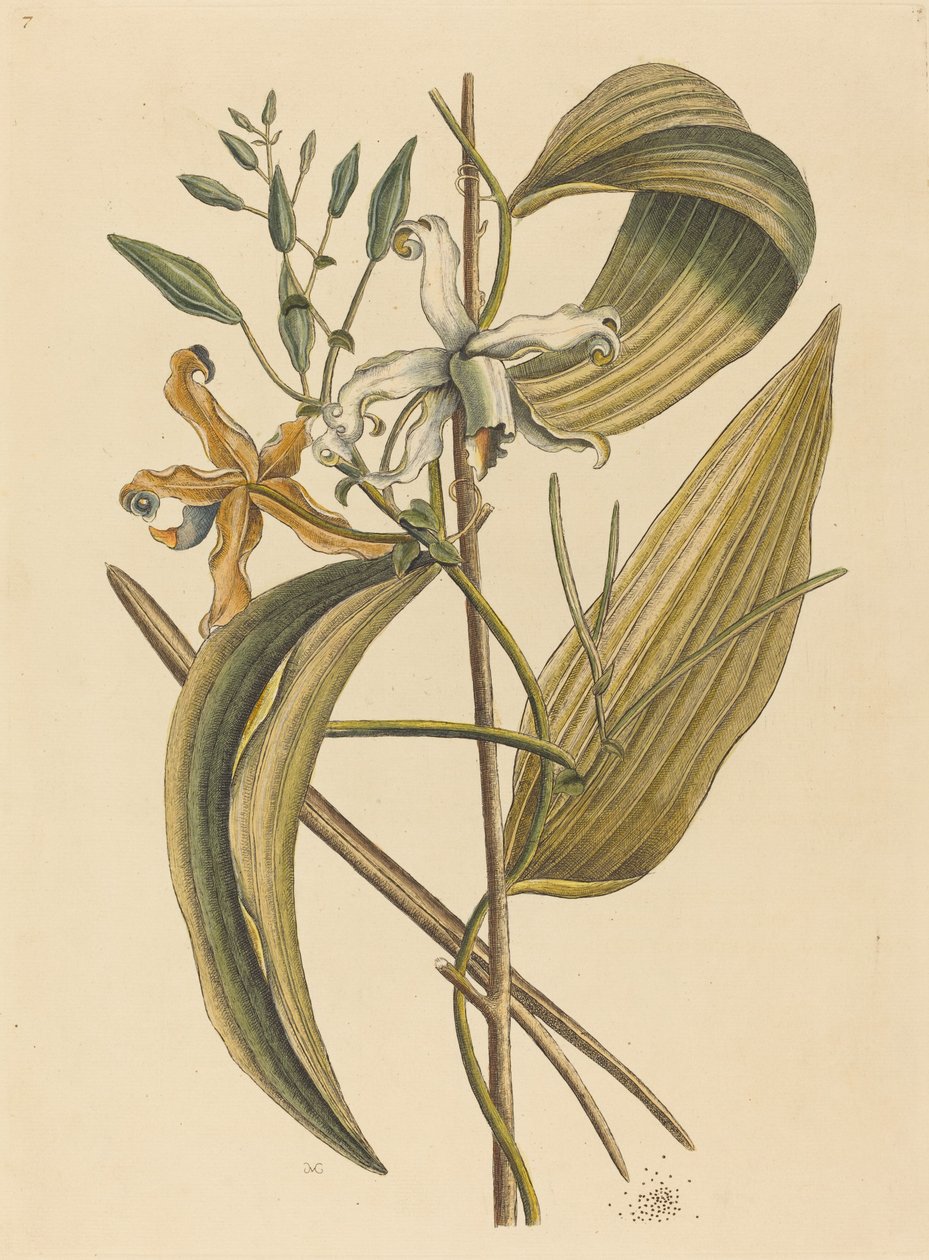 O Vanella (Para Sempre Baunilha) de Mark Catesby