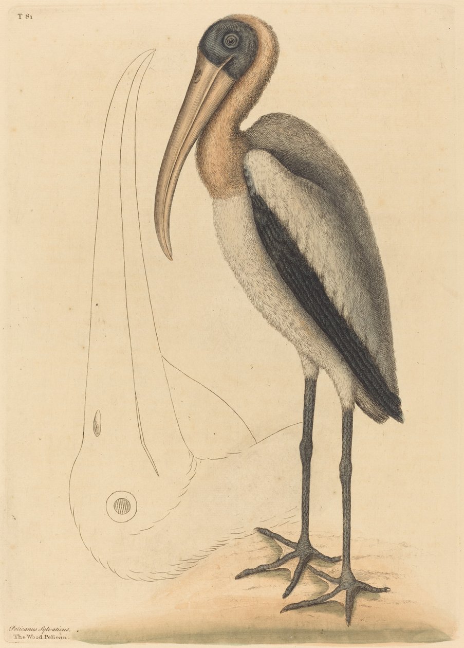 O Pelicano de Madeira (Tântalo Loculator) de Mark Catesby