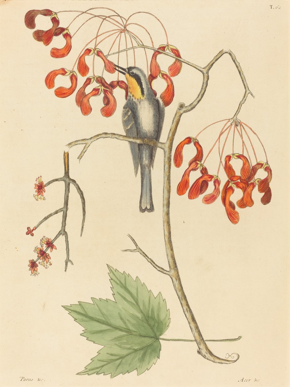 A trepadeira de garganta amarela de Mark Catesby
