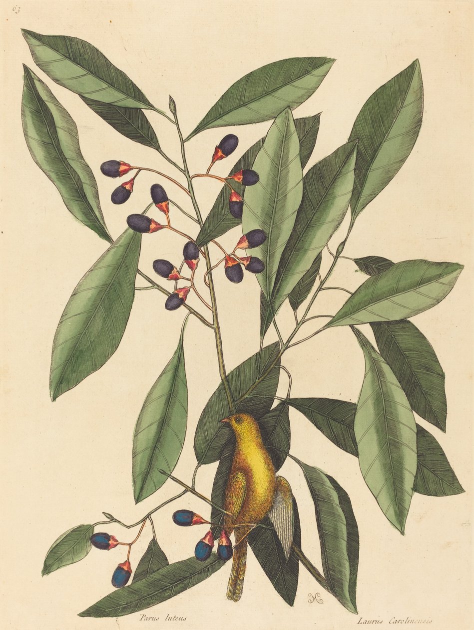 O chapim amarelo (Motacilla trochilus) de Mark Catesby