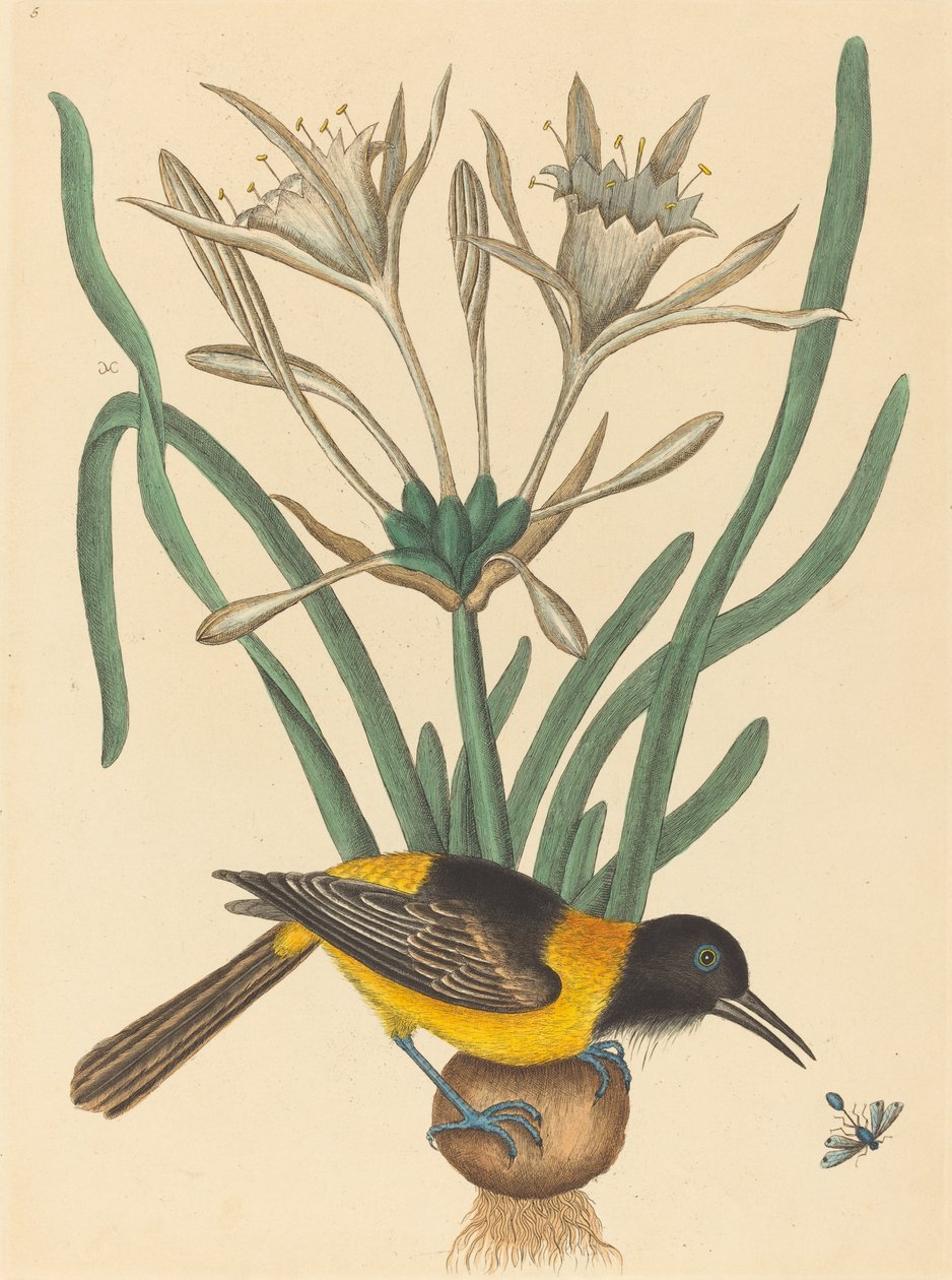 A torta amarela e preta (Oriolus Icterus) de Mark Catesby