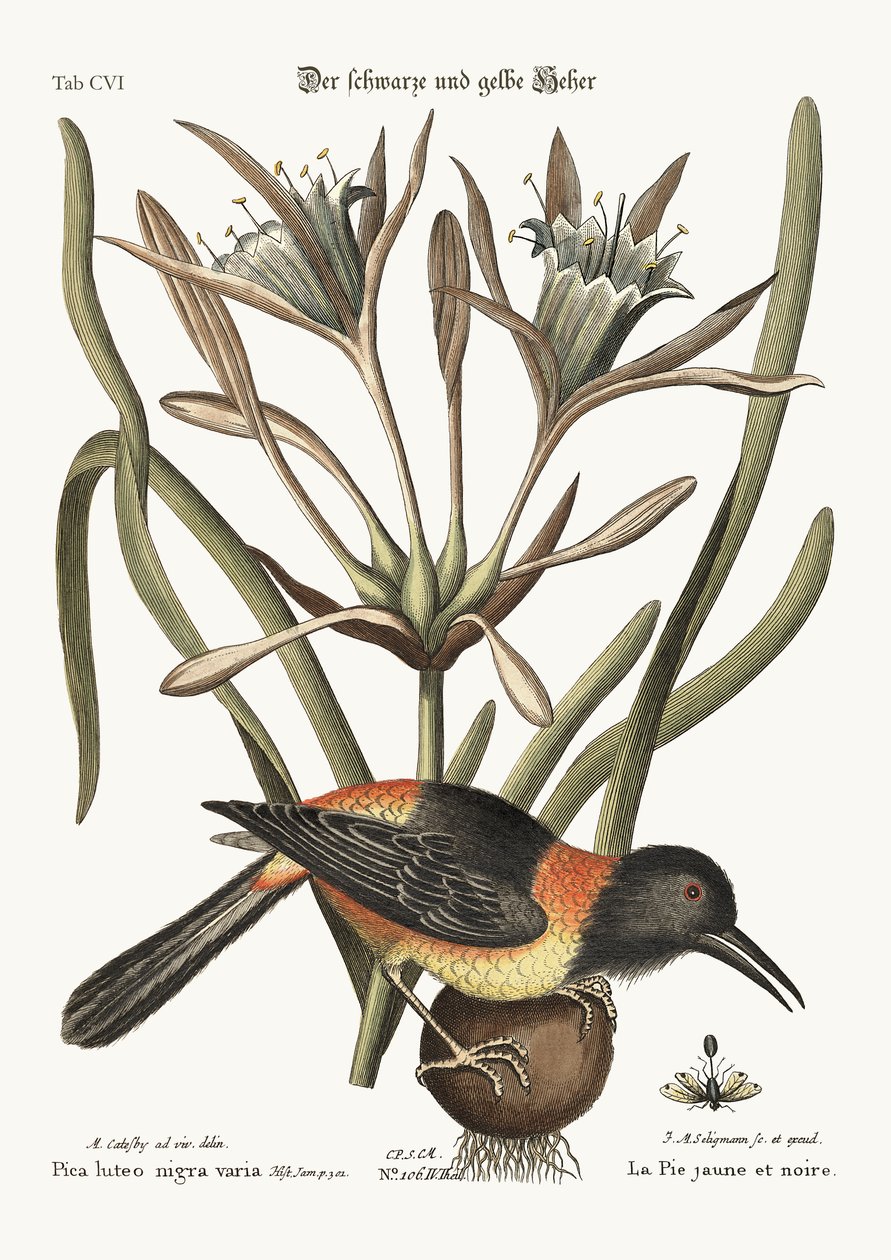 O Amarelo e o Preto, 1749-73 de Mark Catesby