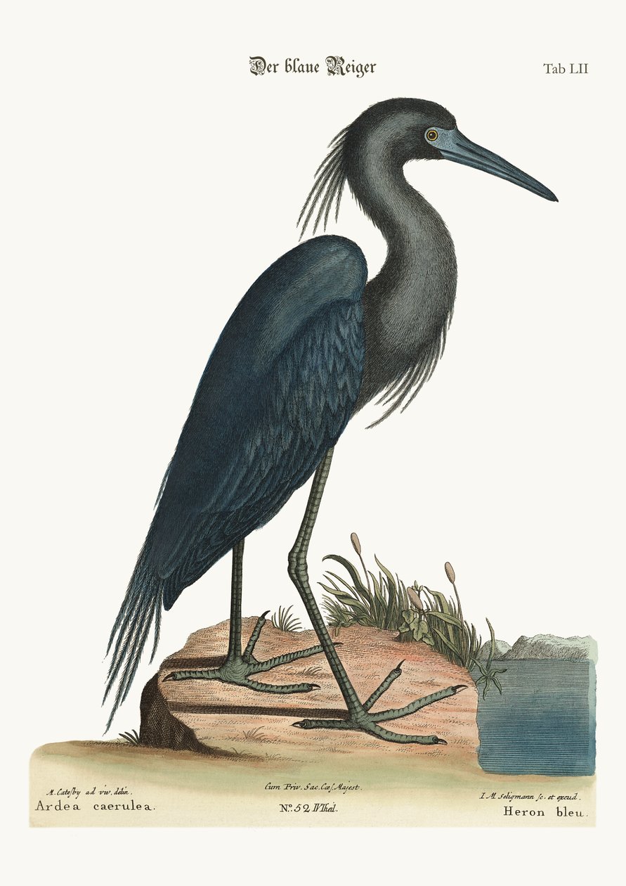 A garça azul, 1749-73 de Mark Catesby