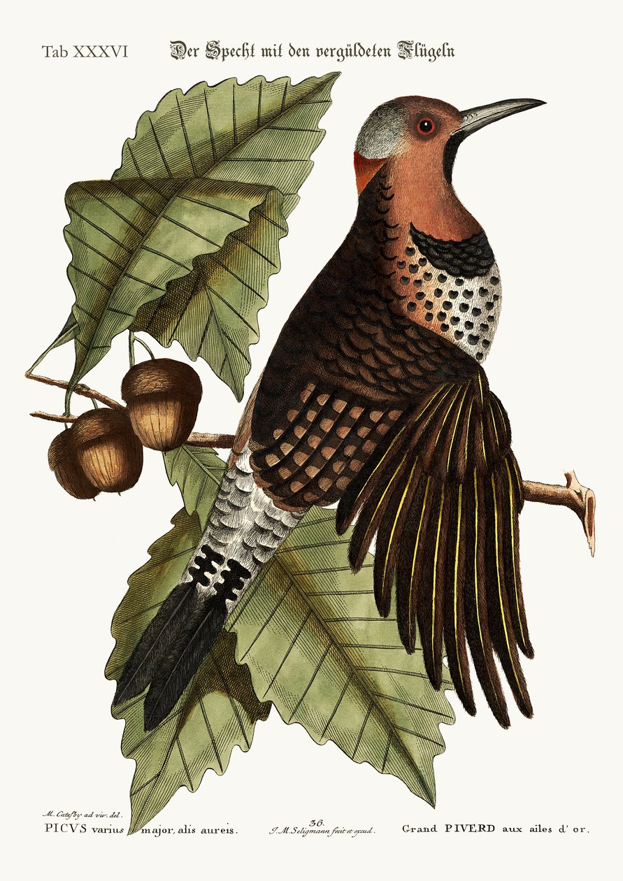 O pica-pau de asas douradas, 1749-73 de Mark Catesby